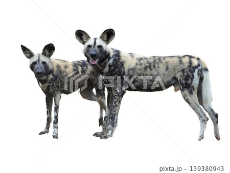 Close-up portrait of an African wild dog with large rounded ears 139380943
