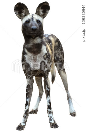 Close-up portrait of an African wild dog with large rounded ears 139380944