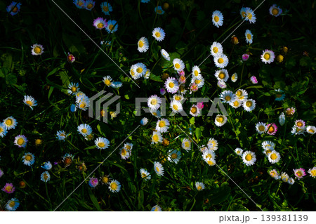 A vibrant display of white daisies wildflowers is seen growing amidst lush green grass, illuminated by natural sunlight, creating a colorful and lively scene in a natural setting background A vibrant display of white daisies wildflowers is seen growing amidst lush green grass, illuminated by natural sunlight, creating a colorful and lively scene in a natural setting background 139381139