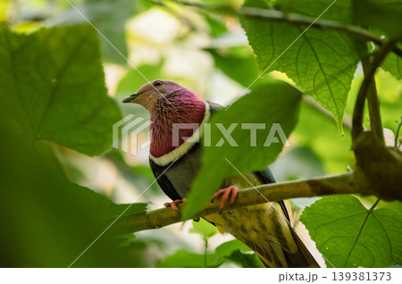 Pink-Headed Fruit Dove - Ptilinopus porphyreus 139381373