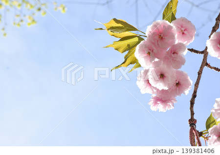 A branch of cherry blossoms featuring pink flowers and green leaves stretches across a clear blue sky, showcasing the delicate petals and vibrant foliage in a serene natural setting 139381406