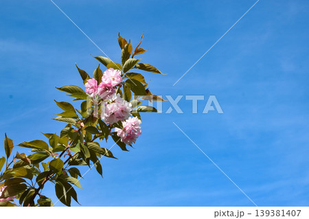 A branch of cherry blossoms featuring pink flowers and green leaves stretches across a clear blue sky, showcasing the delicate petals and vibrant foliage in a serene natural setting A branch of cherry blossoms featuring pink flowers and green leaves stretches across a clear blue sky, showcasing the delicate petals and vibrant foliage in a serene natural setting 139381407