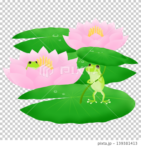 蛙と睡蓮のイラスト 139381413