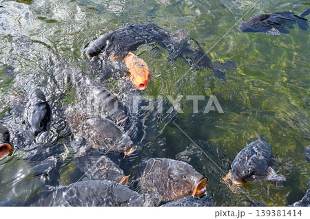 活気に満ちた池の鯉 餌を求めて集まる黒鯉と緋鯉の力強い遊泳と波紋の躍動感 139381414