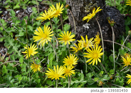 ワタゲハナグルマ　Cape weed 139381450