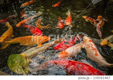 Colorful Japanese Koi Fish in Serene Pond Colorful Japanese Koi Fish in Serene Pond 139381467