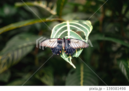 Close-Up of papilio lowi tropical butterfly 139381498