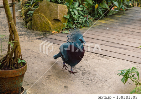 Goura victoria - Cowned pigeon. Close-Up Goura victoria - Cowned pigeon. Close-Up 139381505