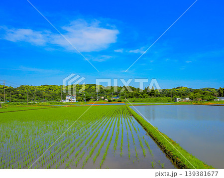 田植えが終わった水田 田植えが終わった水田 139381677