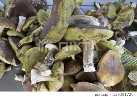 porcini mushrooms 139381726