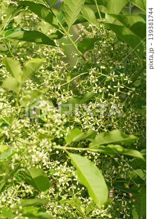 マユミの花・2026年4月 139381744