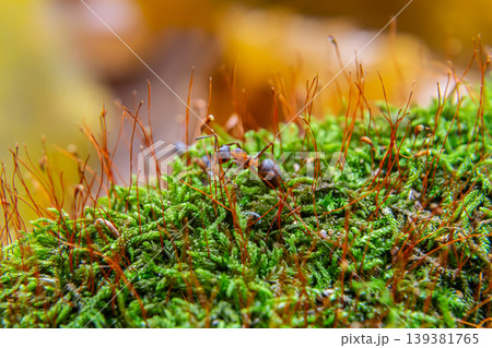 Ants foraging on lush green moss during a warm afternoon in a forest, displaying intricate details of nature's miniature ecosystem Ants foraging on lush green moss during a warm afternoon in a forest, displaying intricate details of nature's miniature ecosystem 139381765