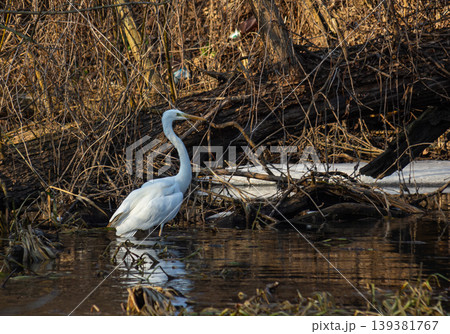 Great egret Ardea alba modesta wading through shallow waters near fallen branches in early spring Great egret Ardea alba modesta wading through shallow waters near fallen branches in early spring 139381767