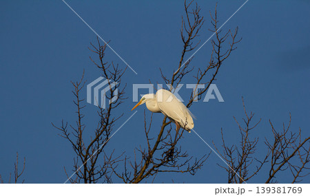 Elegant Ardea alba modesta perched on bare branches against a vivid blue sky during early morning light showcasing its striking white plumage Elegant Ardea alba modesta perched on bare branches against a vivid blue sky during early morning light showcasing its striking white plumage 139381769