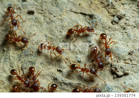 Ant colony working on a nest in a natural habitat during daylight showcasing their organized structure and feeding behavior and interactions Ant colony working on a nest in a natural habitat during daylight showcasing their organized structure and feeding behavior and interactions 139381774