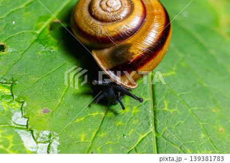 Oxychilus alliarius , commonly known as the garlic snail or garlic glass-snail Oxychilus alliarius , commonly known as the garlic snail or garlic glass-snail 139381783
