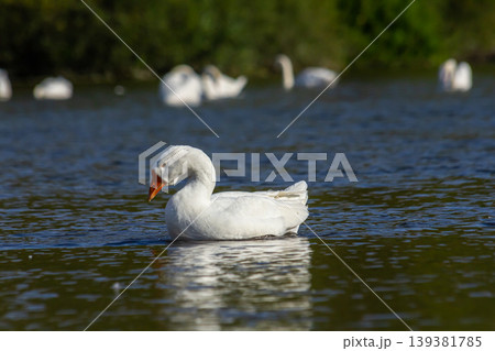 A domestic goose is a goose that humans have domesticated and kept for their meat, eggs, or down feathers. Domestic geese have been derived through selective breeding from the wild greylag goose 139381785