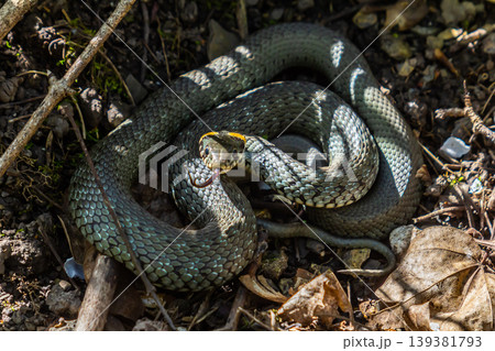 The grass snake Natrix natrix, sometimes called the ringed snake or water snake, is a Eurasian non-venomous snake. Mating time in spring in the forest The grass snake Natrix natrix, sometimes called the ringed snake or water snake, is a Eurasian non-venomous snake. Mating time in spring in the forest 139381793