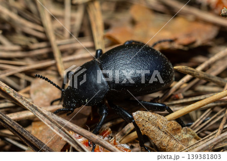 Black beetle crawling on dried leaves in a forest setting during the late afternoon, displaying shiny exoskeleton and detailed texture 139381803