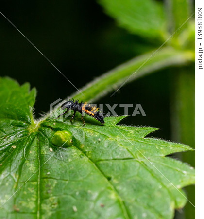 Close-up view of a vibrant black and orange larva on a green leaf under natural light in a serene garden setting during daylight hours Close-up view of a vibrant black and orange larva on a green leaf under natural light in a serene garden setting during daylight hours 139381809