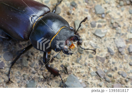 Close-up of a large black beetle on a rough surface showcasing intricate details of its head and antennae during daylight 139381817