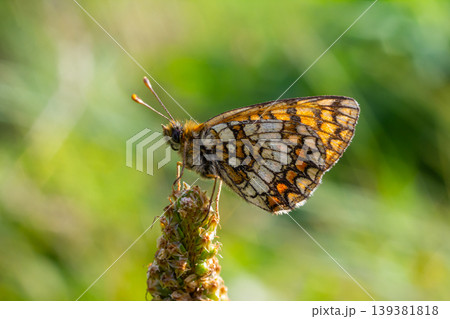 Butterfly perched on a blooming flower in a vibrant green garden during warm afternoon sunlight Butterfly perched on a blooming flower in a vibrant green garden during warm afternoon sunlight 139381818
