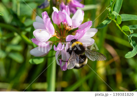 Bumble bee sitting on a thistle flower, closeup. Front view. Genus species Bombus Bumble bee sitting on a thistle flower, closeup. Front view. Genus species Bombus 139381820