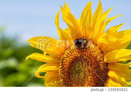 Bumble bee sitting on a thistle flower, closeup. Front view. Genus species Bombus 139381821
