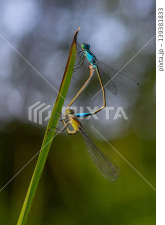 Two vibrant damselflies mating on a green blade of grass in a sunlit meadow during early summer 139381833