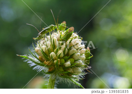 Grasshoppers feeding on clover buds in a vibrant green garden during a sunny afternoon in early summer 139381835