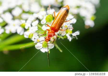 Bright orange insect feeding on delicate white flowers in a lush garden during a sunny afternoon 139381839