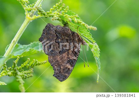 Butterfly resting on green leaf, blending into the natural environment during daylight hours in a lush garden setting 139381841