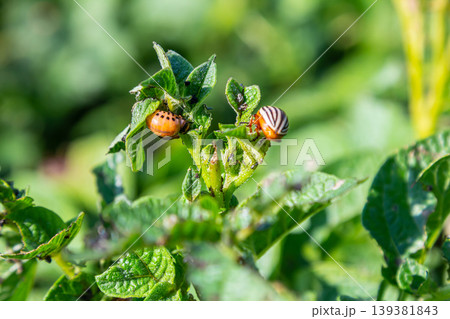 Colorful beetles on potato plant leaves in a garden, enjoying warm sunlight during the summer afternoon, showcasing nature's intricate balance Colorful beetles on potato plant leaves in a garden, enjoying warm sunlight during the summer afternoon, showcasing nature's intricate balance 139381843