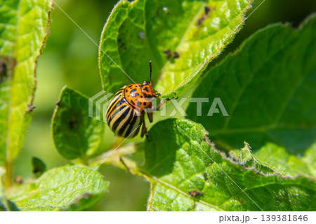 Colorful beetle resting on green leaves during a sunny day in a garden, showcasing vibrant stripes and intricate patterns Colorful beetle resting on green leaves during a sunny day in a garden, showcasing vibrant stripes and intricate patterns 139381846