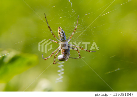 Spider weaving a web in a lush green garden during daylight hours Spider weaving a web in a lush green garden during daylight hours 139381847