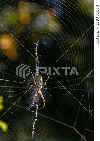 Detailed view of a spider constructing its intricate web in a garden during late afternoon light Detailed view of a spider constructing its intricate web in a garden during late afternoon light 139381853