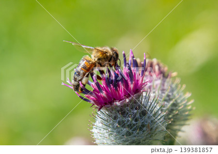 Bee pollinates vibrant thistle flower on a sunny day in a blooming meadow Bee pollinates vibrant thistle flower on a sunny day in a blooming meadow 139381857