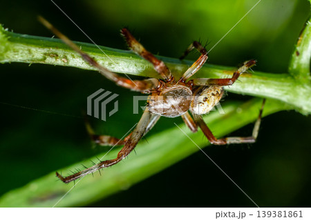 Close view of a brown spider climbing a green stem in a vibrant garden during daylight hours Close view of a brown spider climbing a green stem in a vibrant garden during daylight hours 139381861