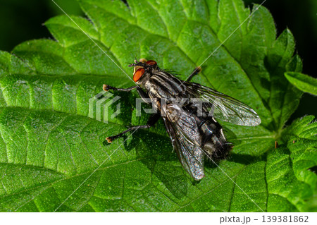 Close-up view of a common fly on a green leafy plant during a sunny afternoon in a natural garden setting Close-up view of a common fly on a green leafy plant during a sunny afternoon in a natural garden setting 139381862