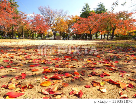 桜の枯れ葉散る秋の朝の公園風景 139381870