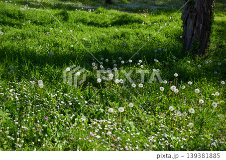 Green meadow filled with dandelions and small daisies spreads across the ground beneath tall green trees, illuminated by sunlight filtering through the green leaves at springtime. Green meadow filled with dandelions and small daisies spreads across the ground beneath tall green trees, illuminated by sunlight filtering through the green leaves at springtime. 139381885