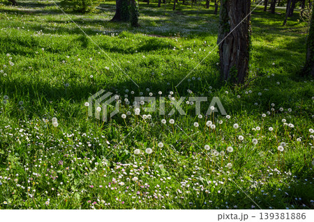 Green meadow filled with dandelions and small daisies spreads across the ground beneath tall green trees, illuminated by sunlight filtering through the green leaves at springtime. Green meadow filled with dandelions and small daisies spreads across the ground beneath tall green trees, illuminated by sunlight filtering through the green leaves at springtime. 139381886
