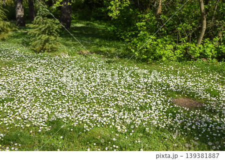 Green meadow filled with dandelions and small daisies spreads across the ground beneath tall green trees, illuminated by sunlight filtering through the green leaves at springtime. Green meadow filled with dandelions and small daisies spreads across the ground beneath tall green trees, illuminated by sunlight filtering through the green leaves at springtime. 139381887