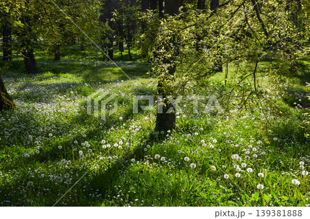 Green meadow filled with dandelions and small daisies spreads across the ground beneath tall green trees, illuminated by sunlight filtering through the green leaves at springtime. Green meadow filled with dandelions and small daisies spreads across the ground beneath tall green trees, illuminated by sunlight filtering through the green leaves at springtime. 139381888