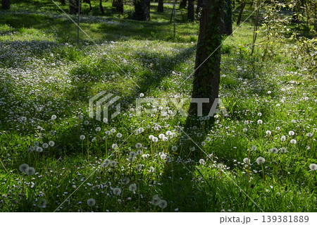 Green meadow filled with dandelions and small daisies spreads across the ground beneath tall green trees, illuminated by sunlight filtering through the green leaves at springtime. Green meadow filled with dandelions and small daisies spreads across the ground beneath tall green trees, illuminated by sunlight filtering through the green leaves at springtime. 139381889