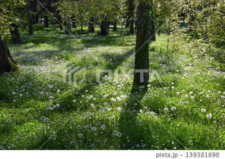Green meadow filled with dandelions and small daisies spreads across the ground beneath tall green trees, illuminated by sunlight filtering through the green leaves at springtime. Green meadow filled with dandelions and small daisies spreads across the ground beneath tall green trees, illuminated by sunlight filtering through the green leaves at springtime. 139381890