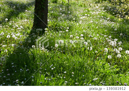 A vibrant green meadow filled with dandelions and white daisies, wildflowers thrives under bright sunlight, surrounded by green trees in a serene forest environment, showcasing the beauty of nature in A vibrant green meadow filled with dandelions and white daisies, wildflowers thrives under bright sunlight, surrounded by green trees in a serene forest environment, showcasing the beauty of nature in 139381912