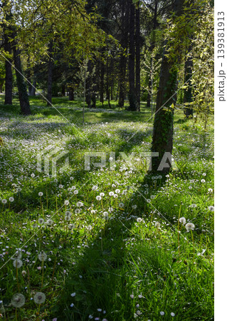 A vibrant green meadow filled with dandelions and white daisies, wildflowers thrives under bright sunlight, surrounded by green trees in a serene forest environment, showcasing the beauty of nature in A vibrant green meadow filled with dandelions and white daisies, wildflowers thrives under bright sunlight, surrounded by green trees in a serene forest environment, showcasing the beauty of nature in 139381913