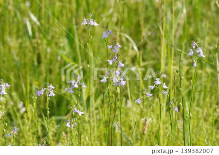 マツバウンランの花・2026年4月　 139382007