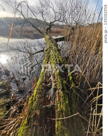 lake near Vidnava with nice nature 139382058